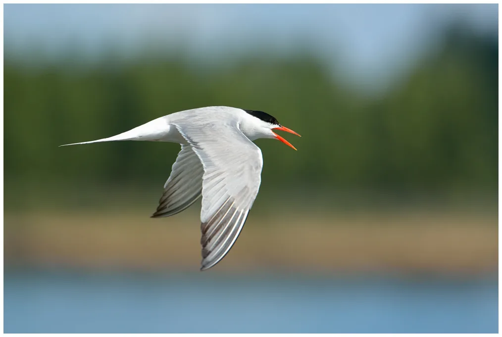 La faune à admirer dans le Giennois