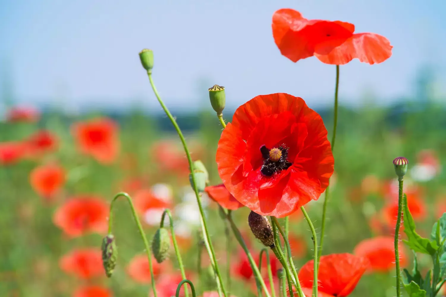 La flore dans le Giennois