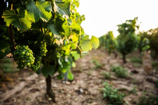 Vins AOC des Coteaux du Giennois