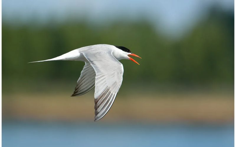 La faune à admirer dans le Giennois